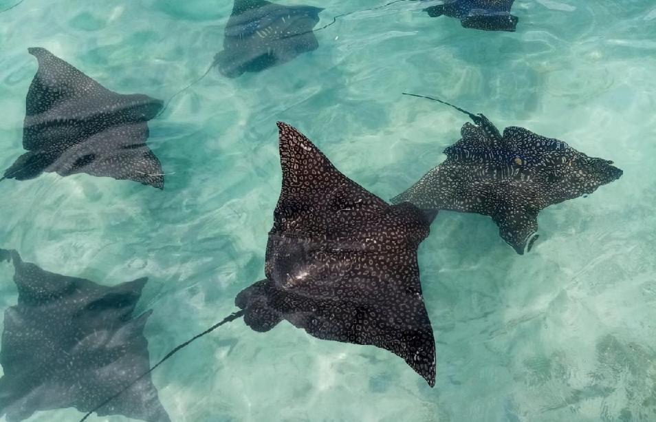 Moorea Island Beach Hotel Екстер'єр фото